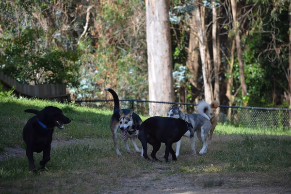 University Terrace Dog Run photo 1